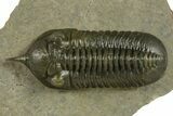 Prone Morocconites Trilobite Fossil - Ofaten, Morocco #382687-2